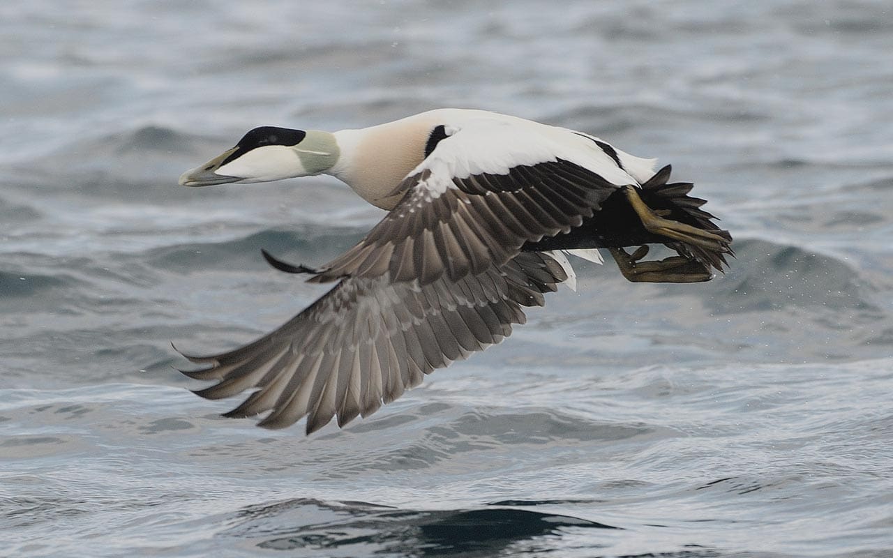 TerreNeuveetLabrador Canards Illimités Canada