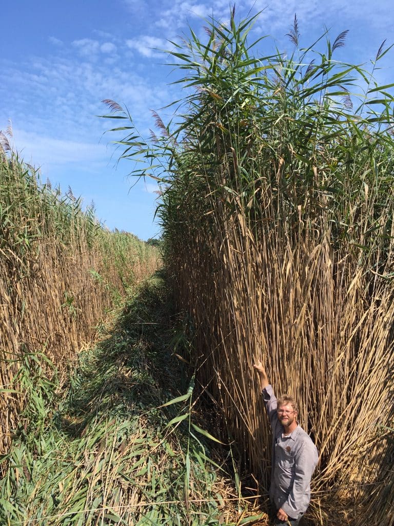 phragmites