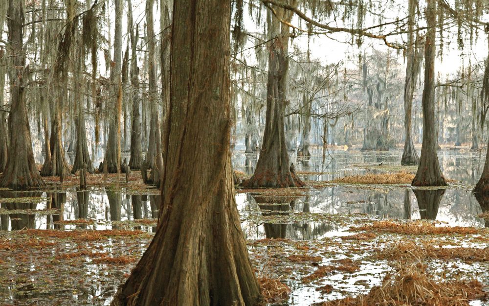 D’une envoûtante majesté, les milieux humides boisés des bas-fonds comme celui-ci, dans la vallée alluviale du Mississippi, offrent gîte et couvert au canard branchu et au canard colvert, en plus d’assurer une multitude de fonctions écologiques essentielles pour les humains, dont les loisirs et la maîtrise des inondations.