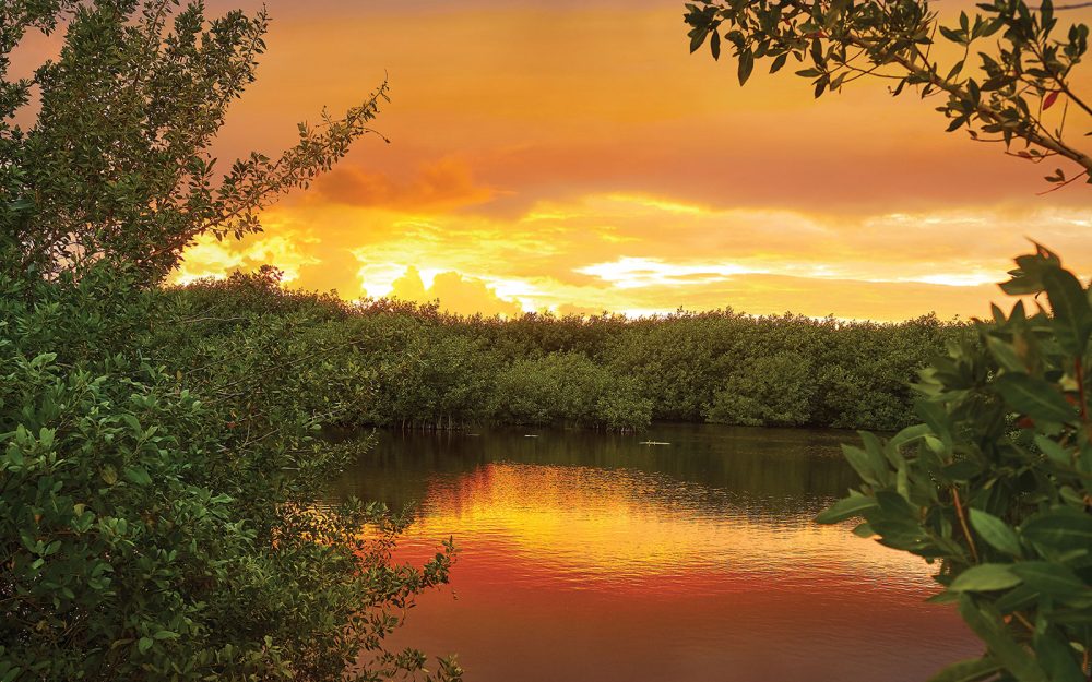Jusqu’à 20 % de la sauvagine migratrice nord-américaine s’en remet aux marécages de la mangrove mexicaine et à d’autres habitats dans les mois d’hiver.