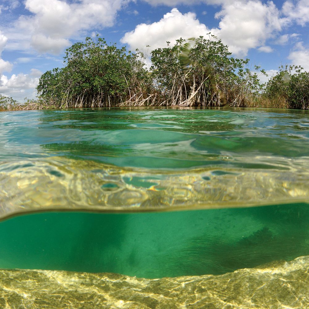 Les réseaux racinaires profonds et complexes des arbres et arbustes de la mangrove viennent arrimer les marécages riches de matières organiques qui permettent aux canards et aux autres espèces fauniques de se nourrir.