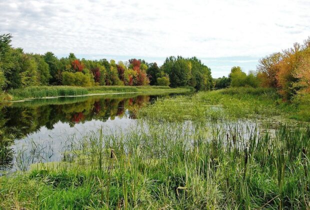 Plans régionaux de conservation des milieux humides de CIC