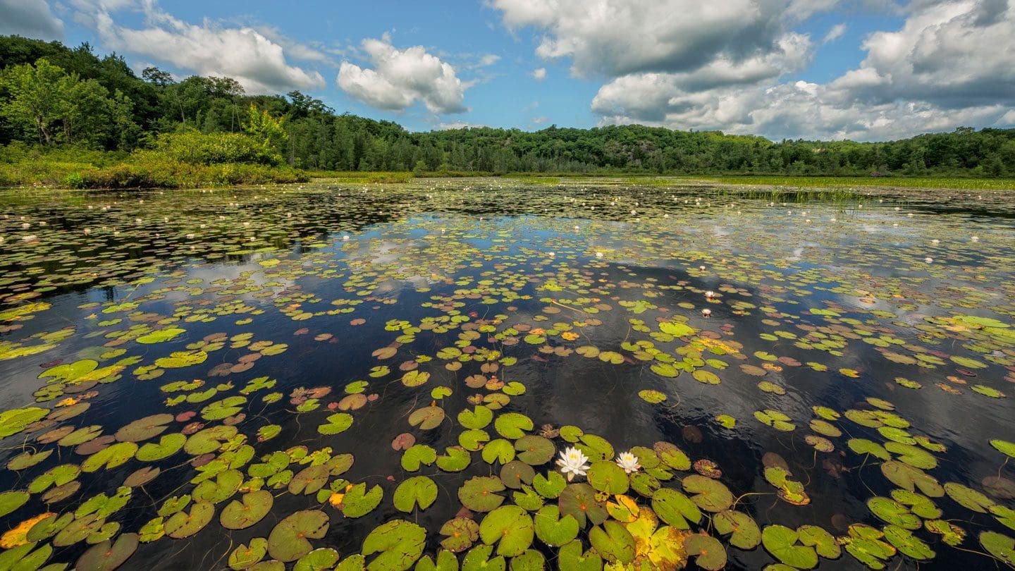 Wetlands in Ontario