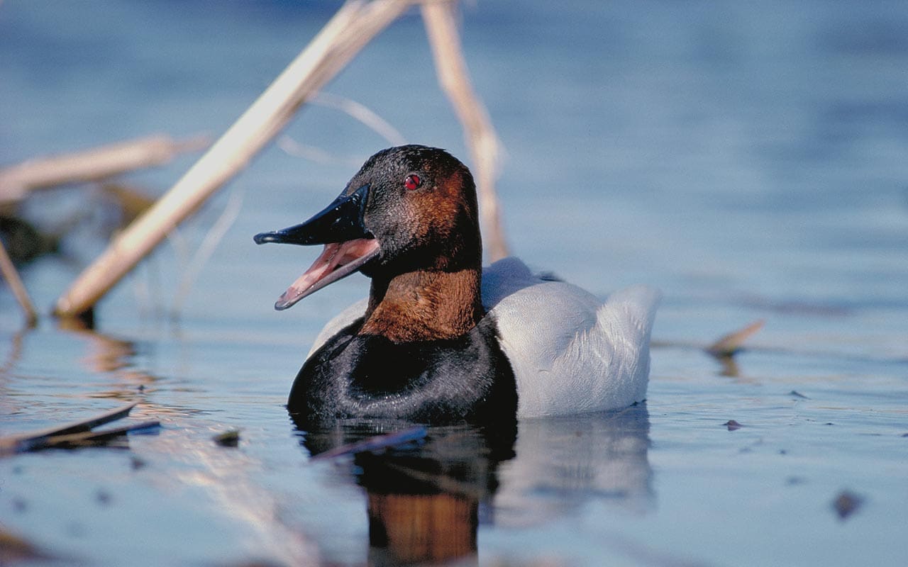Ontario - Canards Illimités Canada