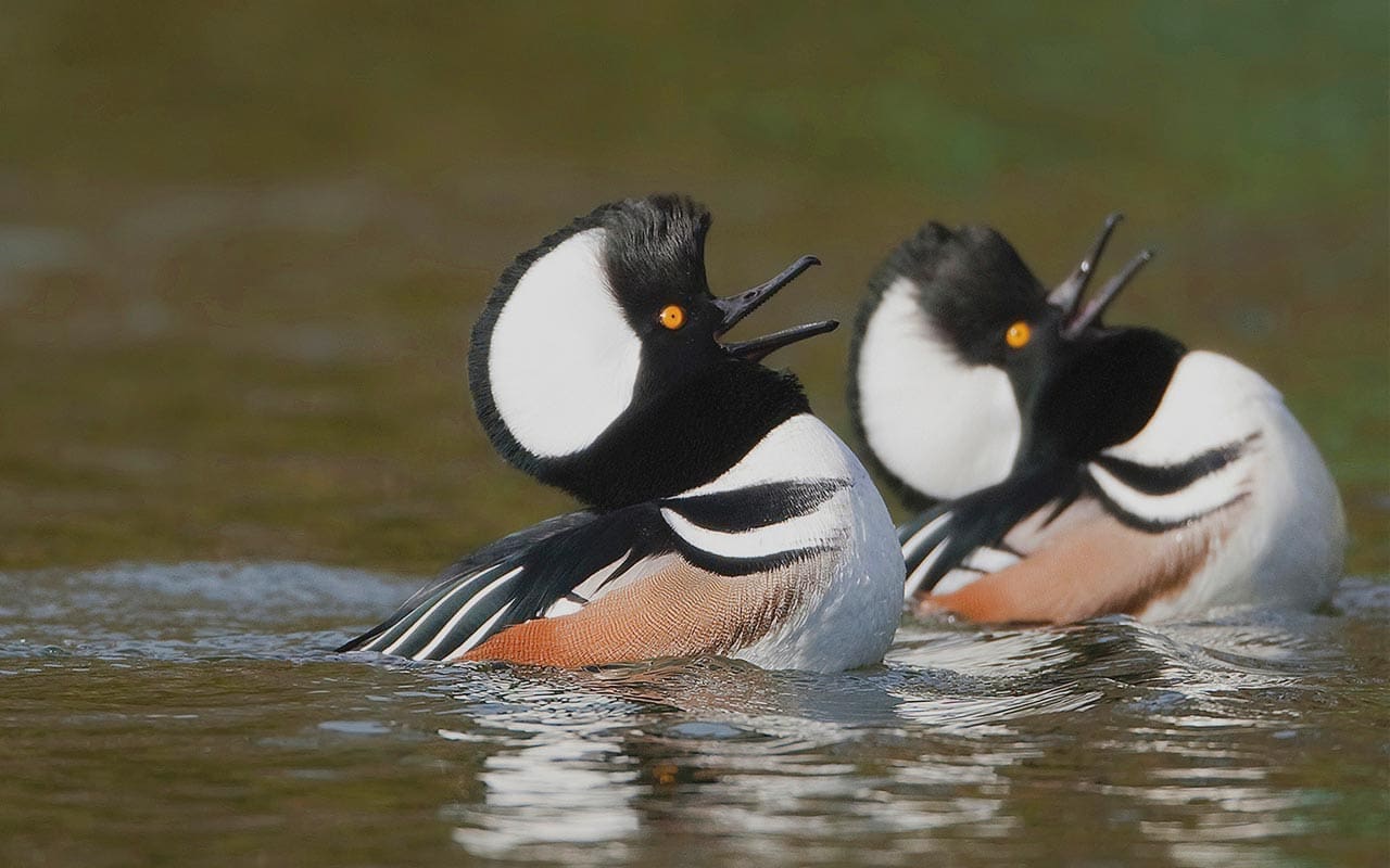 Sauvagine - Canards Illimités Canada
