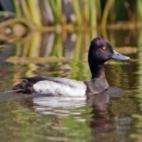 Questions fréquentes sur la sauvagine et la faune sauvage