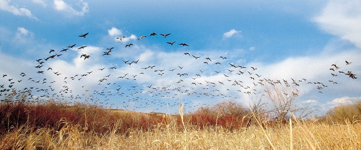 Troupeau d'oies survolant des milieux humides.