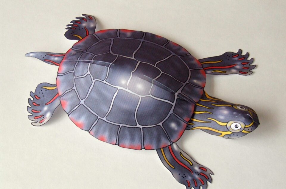 Painted turtle paper model
