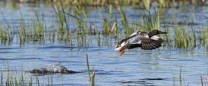 northern shoveler
