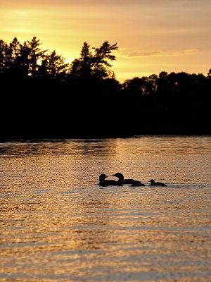 Comment aider les oiseaux nicheurs des îles?