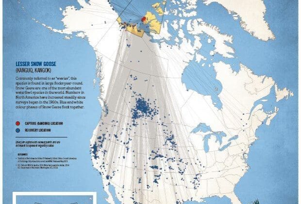 Migratory Connections