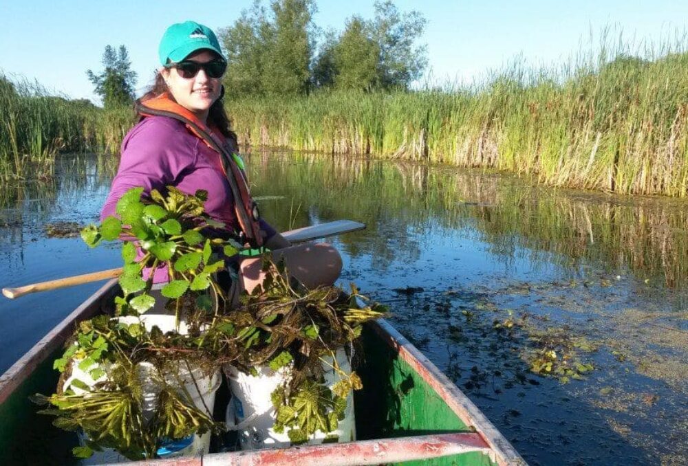 Le personnel de CIC travaille en Ontario à l'éradication de la châtaigne d'eau, plante envahissante et nuisible.