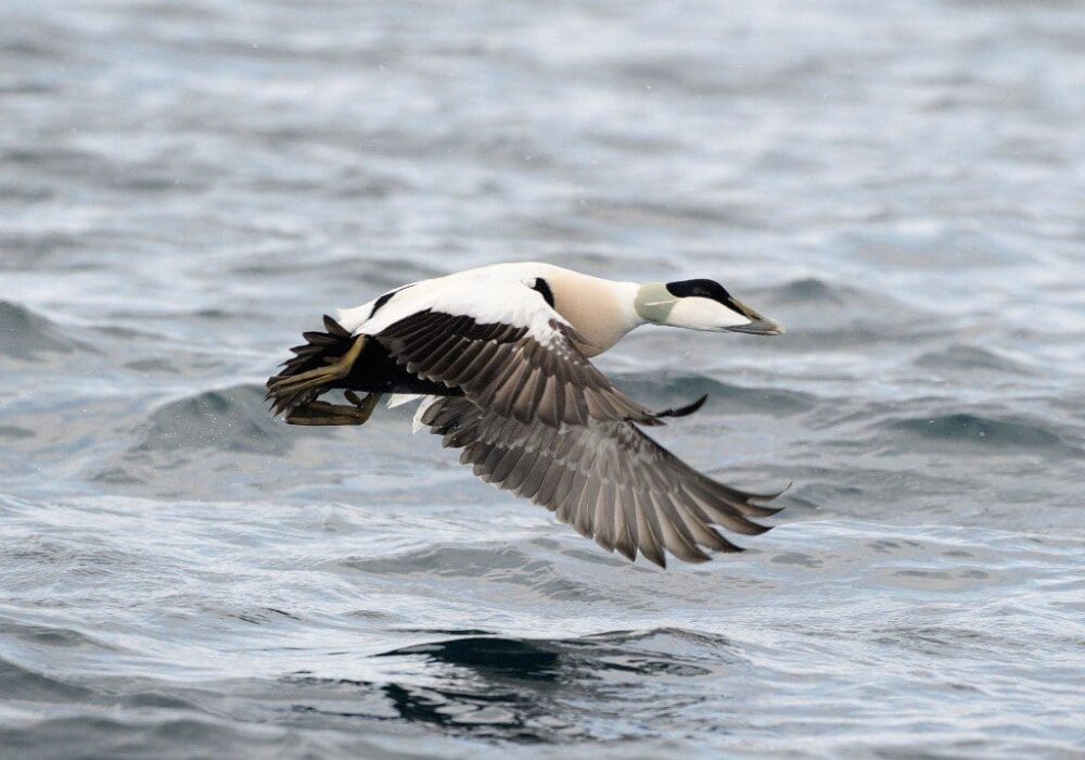 Un’eider commun.