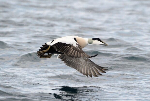 Agir pour nos eiders