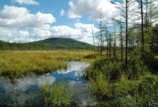 De nouveaux outils de cartographie détaillée des milieux humides maintenant disponibles au Québec