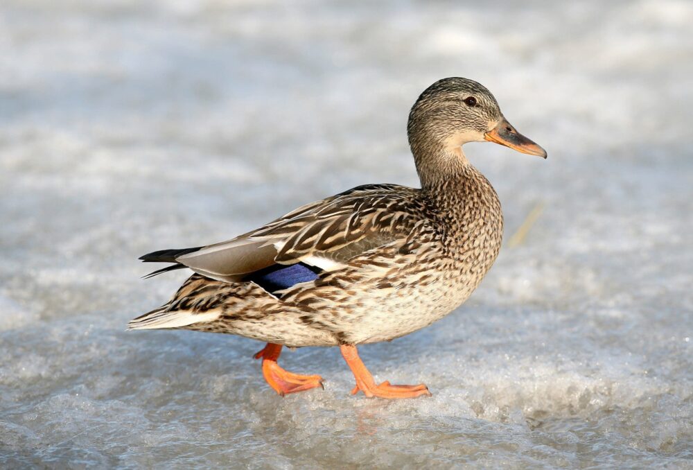 Grâce à l’échange de chaleur à contre-courant, cette cane colvert perd peu de chaleur corporelle par les pattes, bien qu’elles soient en contact direct avec la surface de la glace.