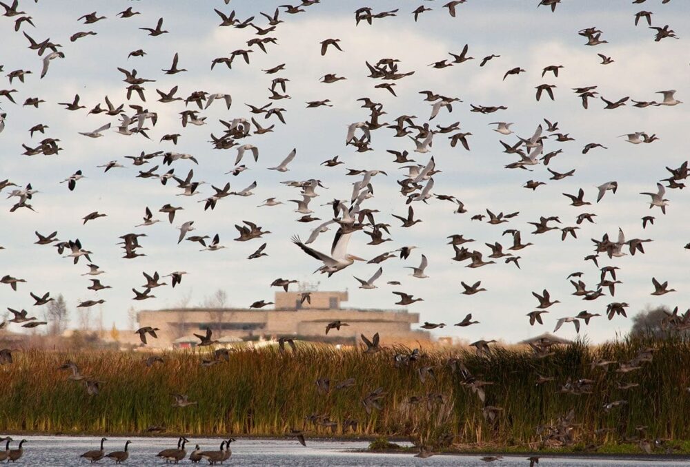 Le spectacle de la migration des oiseaux d'eau au marais Oak Hammock.