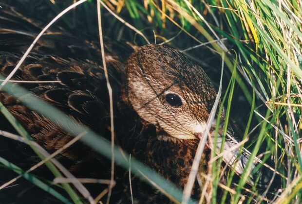 Un canard au printemps