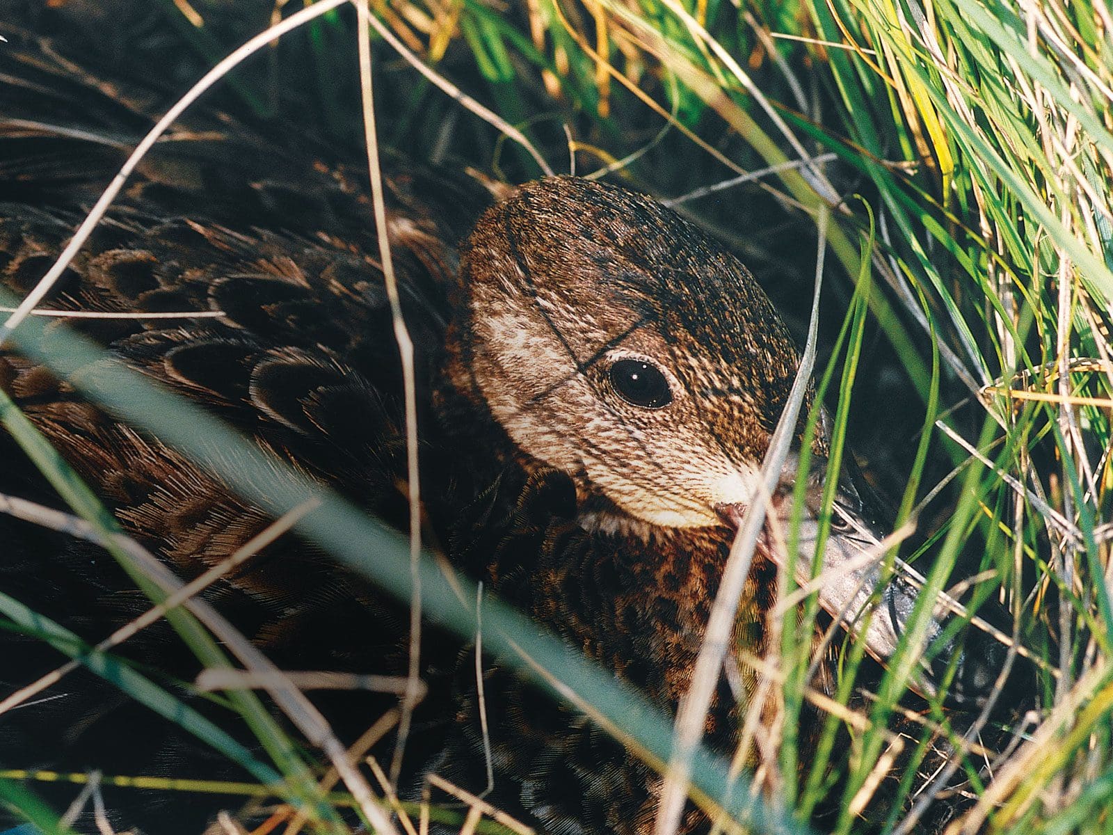 Un canard au printemps