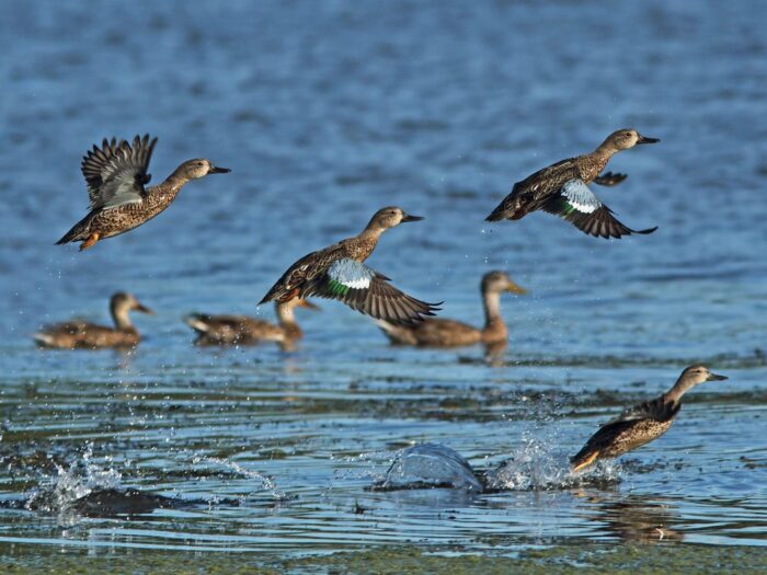 Une sarcelle à ailes bleues s’élance dans le ciel pour entreprendre son parcours vers le nord et ses aires de nidification pour l’été. 