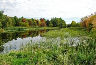 Loi sur la conservation des milieux humides et hydriques