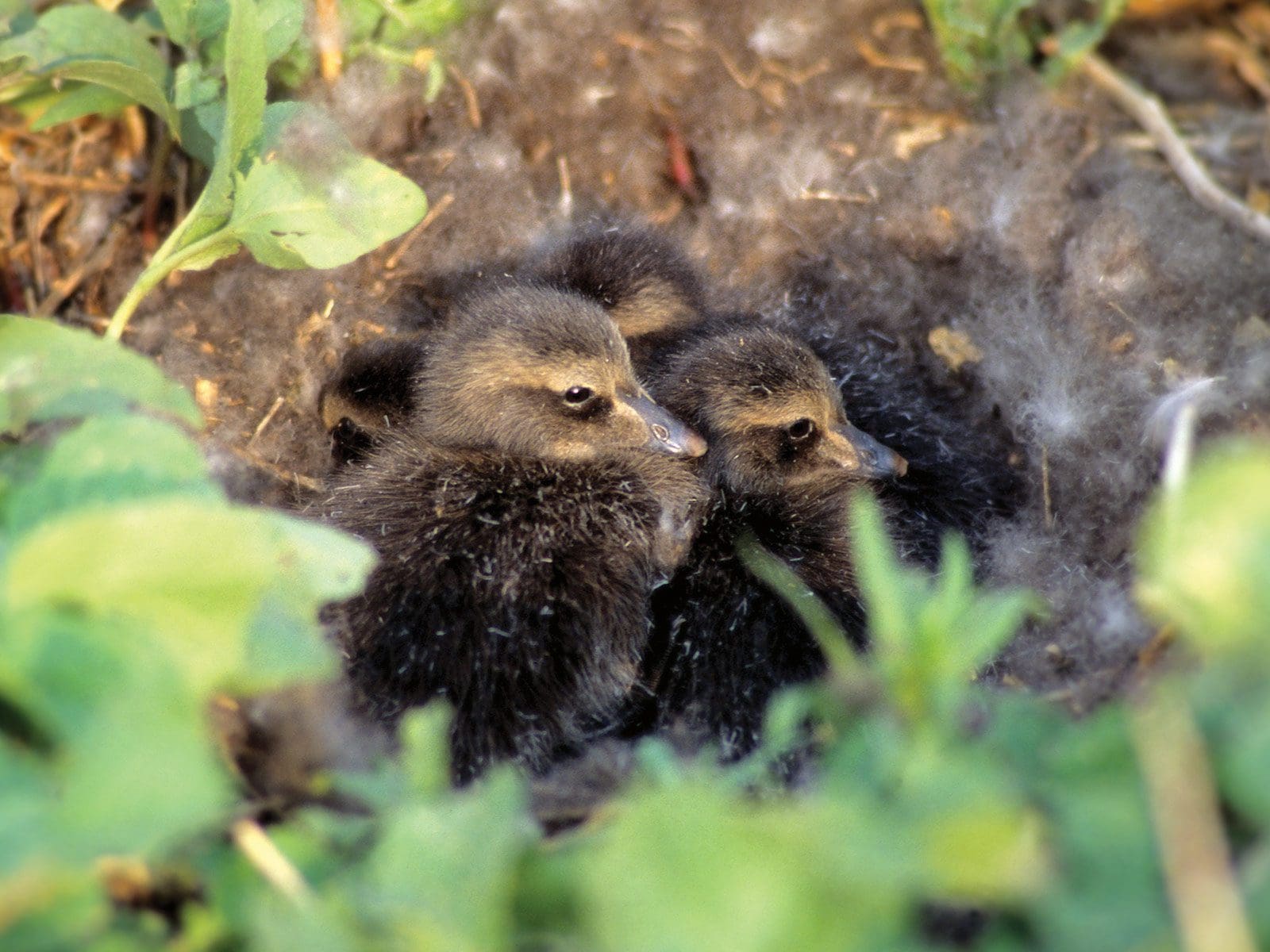 À la rescousse de l’eider