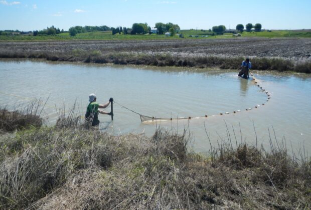 À la rescousse des poissons et des milieux humides du Saint-Laurent