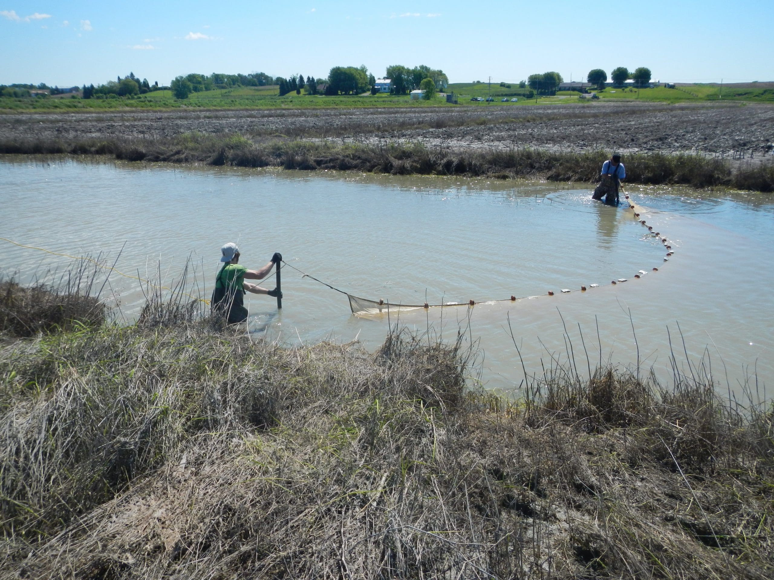 À la rescousse des poissons et des milieux humides du Saint-Laurent