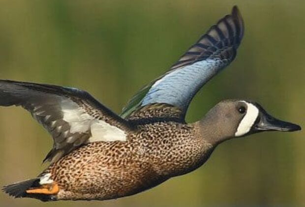 Les populations de canards, toujours aussi nombreuses