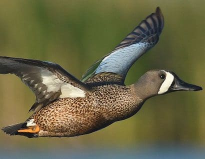 Les populations de canards, toujours aussi nombreuses