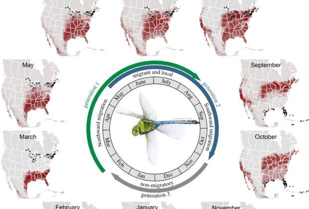 Les libellules et les monarques : des migrations multigénérationnelles