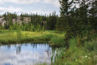 CIC et la Société tribale du Traité no 8 de l’Akaitcho déploient de prodigieux efforts de conservation dans la forêt boréale