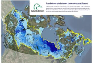 Sonder les profondeurs des tourbières du Canada, au nombre des plus vastes réservoirs de carbone dans le monde