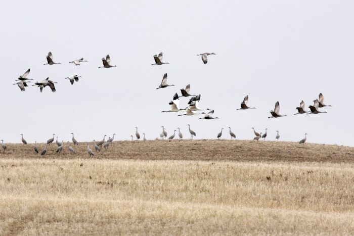 Troupeau de grues blanches survolant un milieu humide de prairie. 