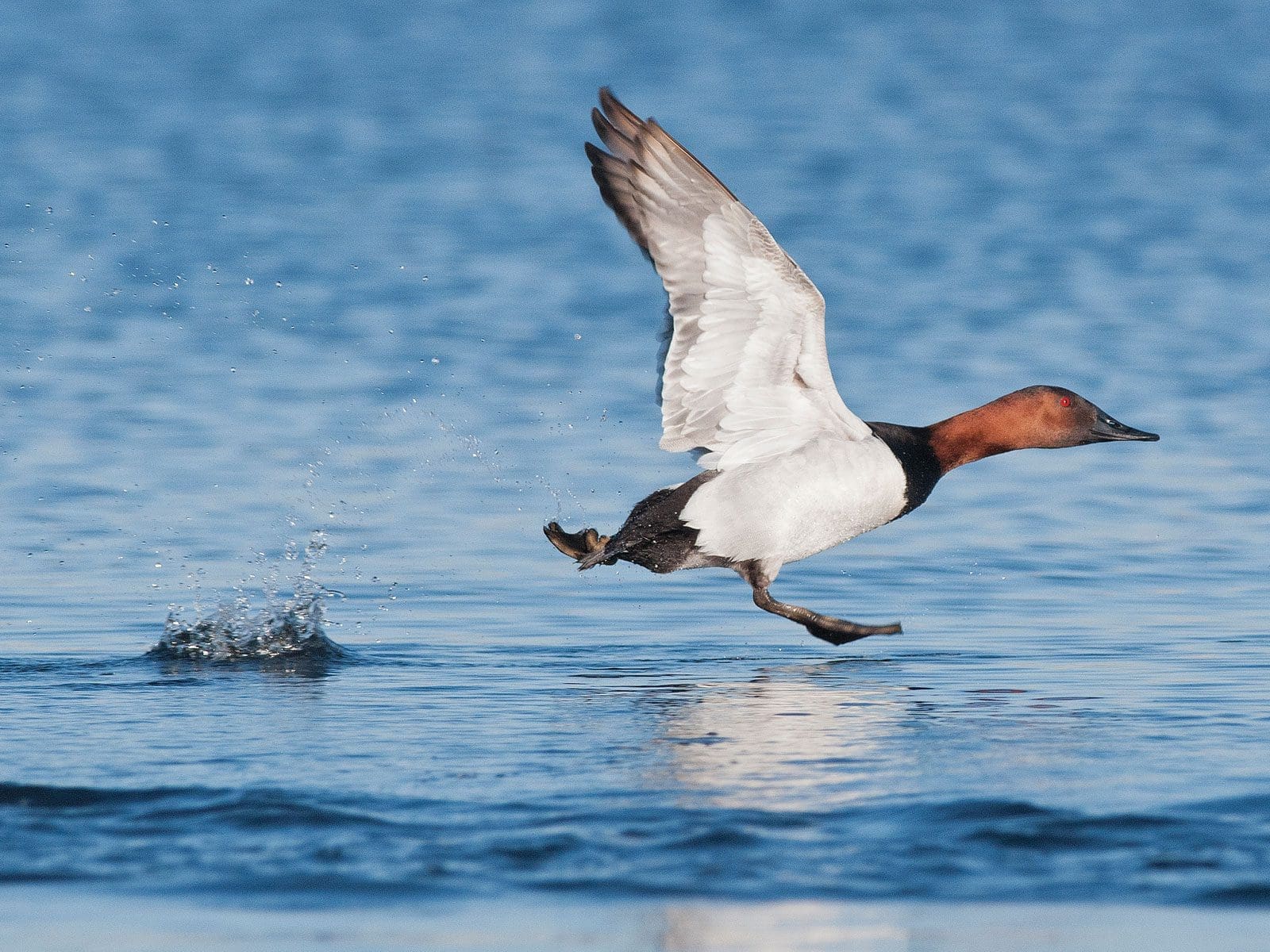 L’art d’identifier les canards - Canards Illimités Canada