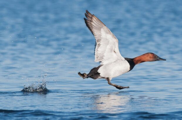 Canvasback migration