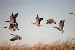 En savoir plus sur la migration Troupeau de bernaches du Canada en vol
