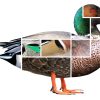 L’art d’identifier les canards