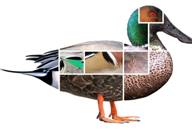 L’art d’identifier les canards