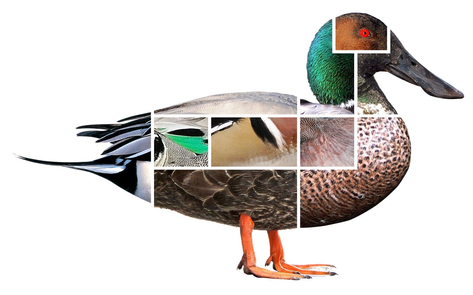 L’art d’identifier les canards