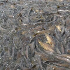 DUC's European Water Chestnut Eradication Program in Ontario