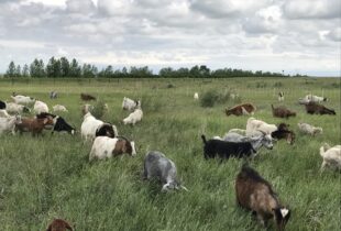 CIC fait appel à des chèvres et à des vaches pour lutter contre les végétaux envahissants dans les Prairies canadiennes
