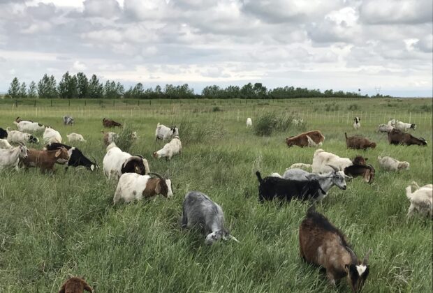 CIC fait appel à des chèvres et à des vaches pour lutter contre les végétaux envahissants dans les Prairies canadiennes