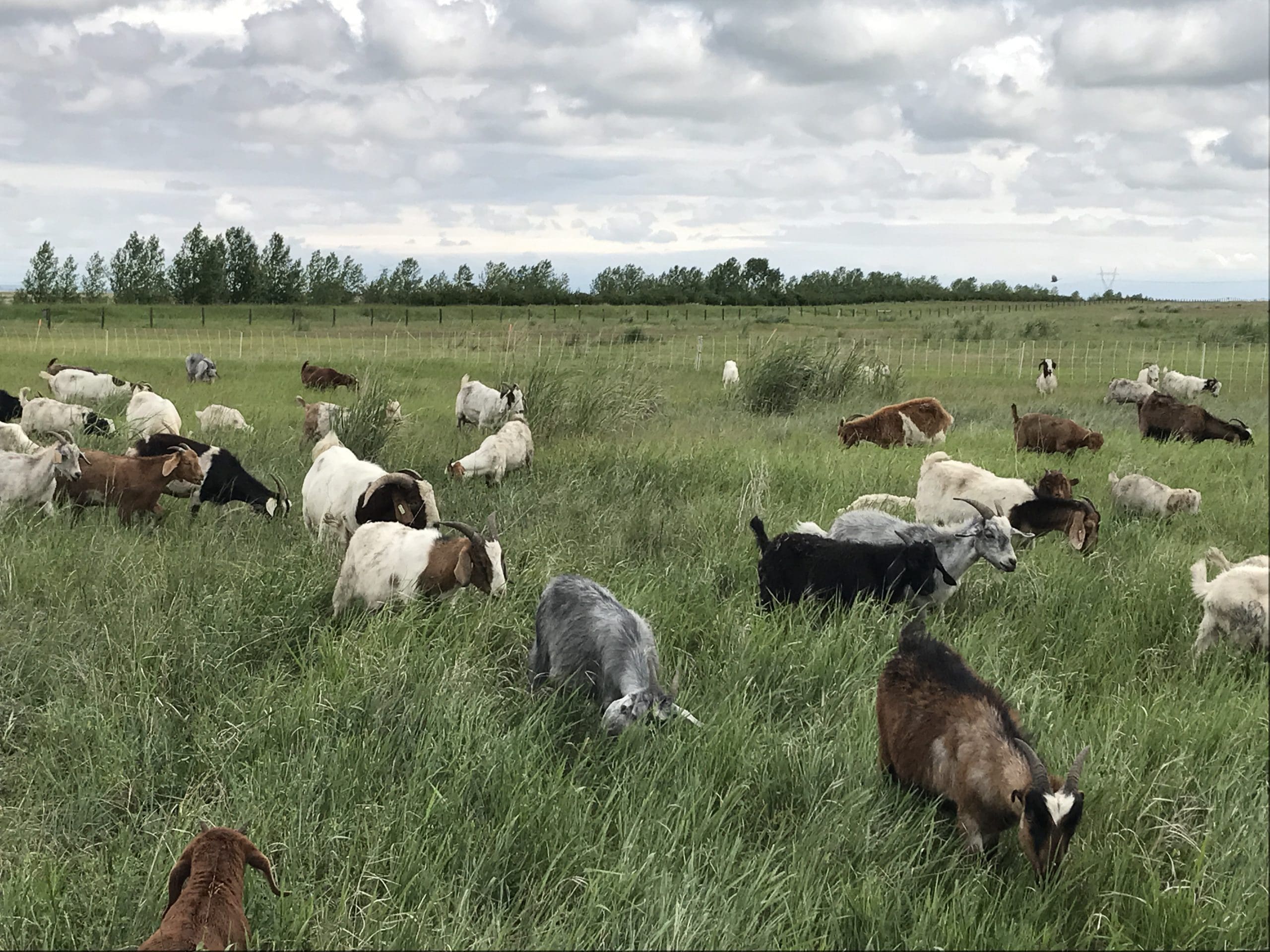 CIC fait appel à des chèvres et à des vaches pour lutter contre les végétaux envahissants dans les Prairies canadiennes