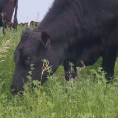 CIC fait appel à des chèvres et à des vaches pour lutter contre les végétaux envahissants dans les Prairies canadiennes