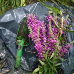 Ducks call on goats and cows to fight invasive plants in Prairie Canada