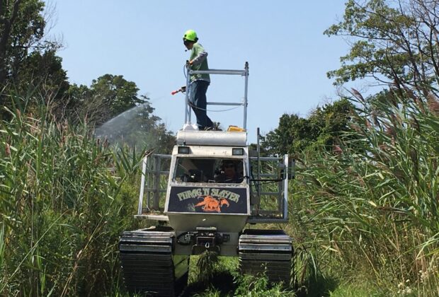 Gagner la guerre contre les phragmites envahissants