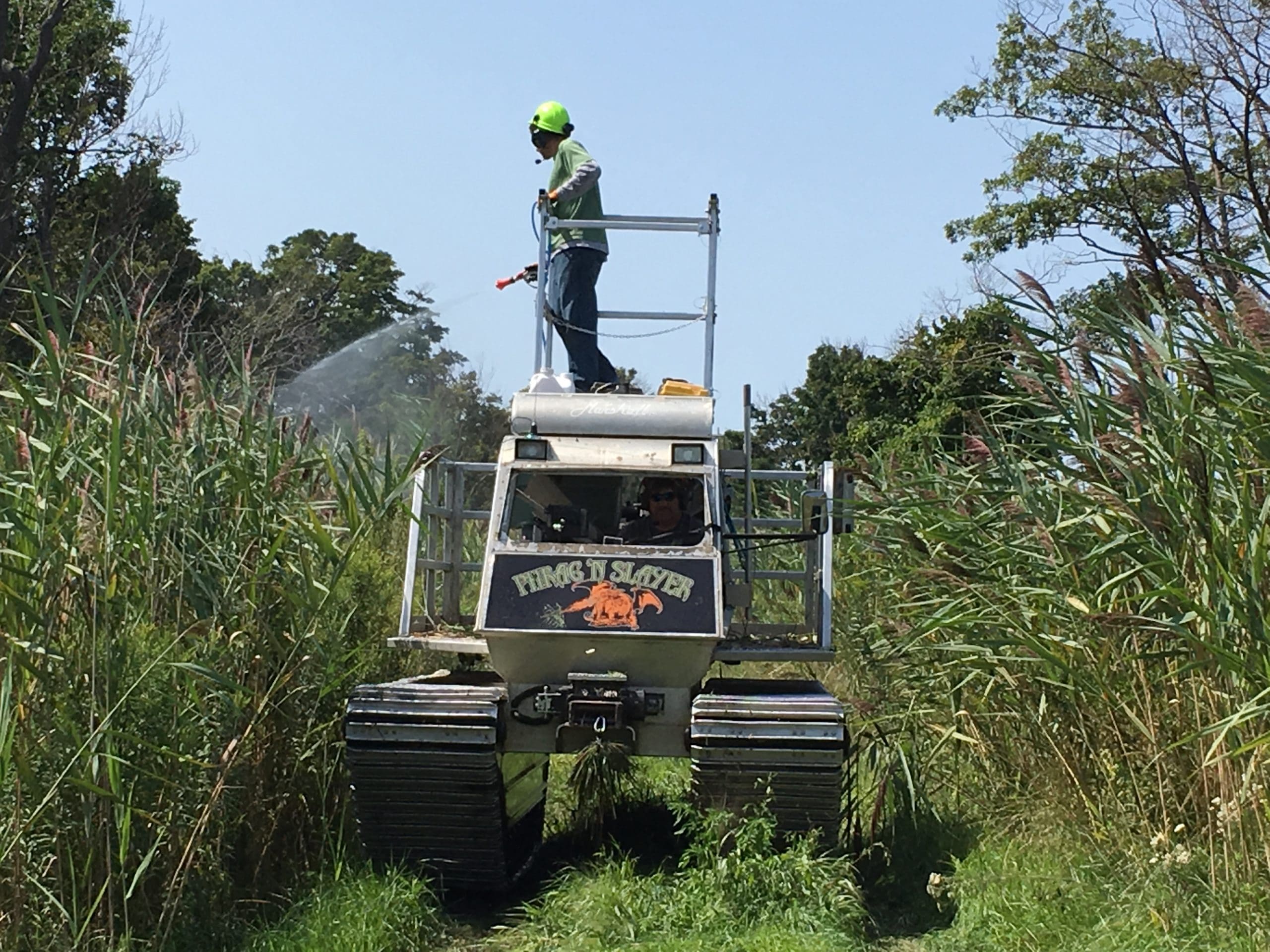 Gagner la guerre contre les phragmites envahissants