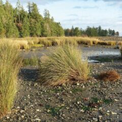 Fighting back against invasive Phragmites