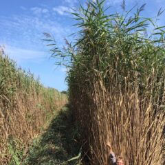 Gagner la guerre contre les phragmites envahissants